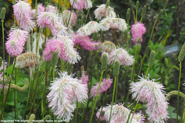 Sanguisorba 'Pink Brushes'