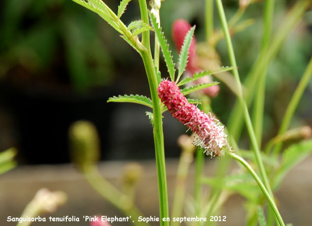 Sanguisorba tenuifolia 'Pink Elephant'