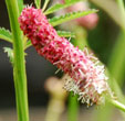 Sanguisorba tenuifolia Pink Elephant'