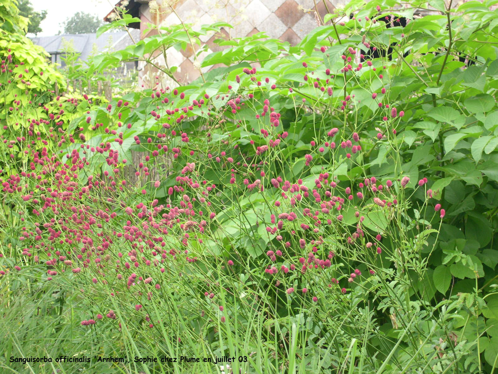 Sanguisorba officinalis 'Arnhem'