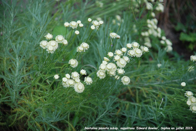 Santolina pinnata subsp. neapolitana 'Edward Bowles'