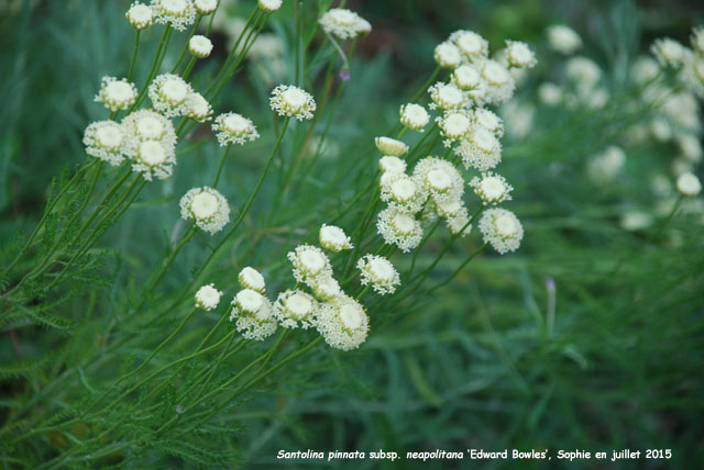 Santolina pinnata subsp. neapolitana 'Edward Bowles'