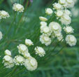 Santolina pinnata subsp. neapolitana 'Edward Bowles'