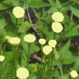 Santolina pinnata subsp. neapolitana 'Sulphurez'