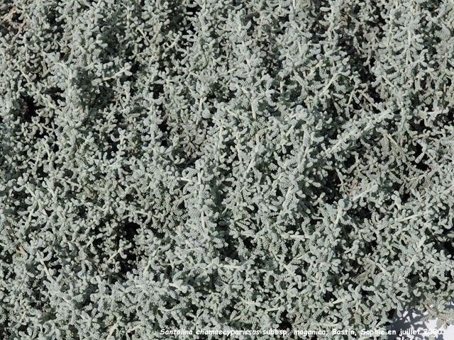 Santolina chamaecyparissus subsp. magonica