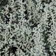 Santolina chamaecyparissus subsp. magonica