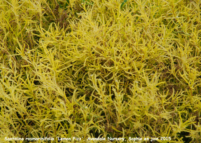 Santolina rosmarinifolia 'Lemon Fizz'