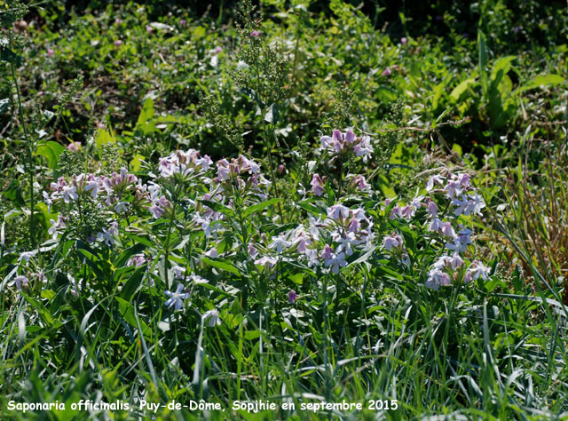 Saponaria officinalis