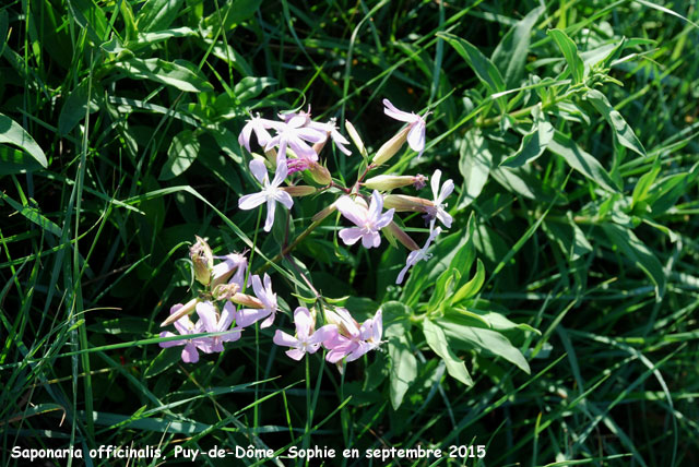 Saponaria officinalis