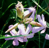 Saponaria officinalis