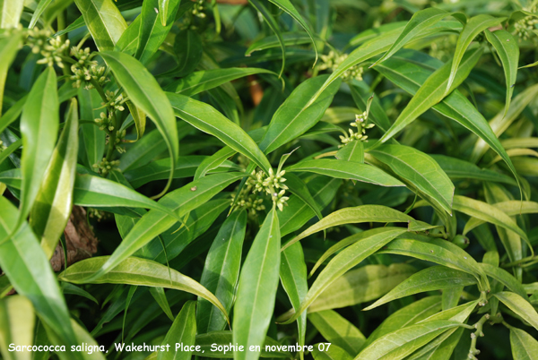 Sarcococca saligna