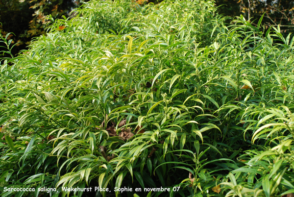 Sarcococca saligna