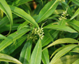 Sarcococca saligna