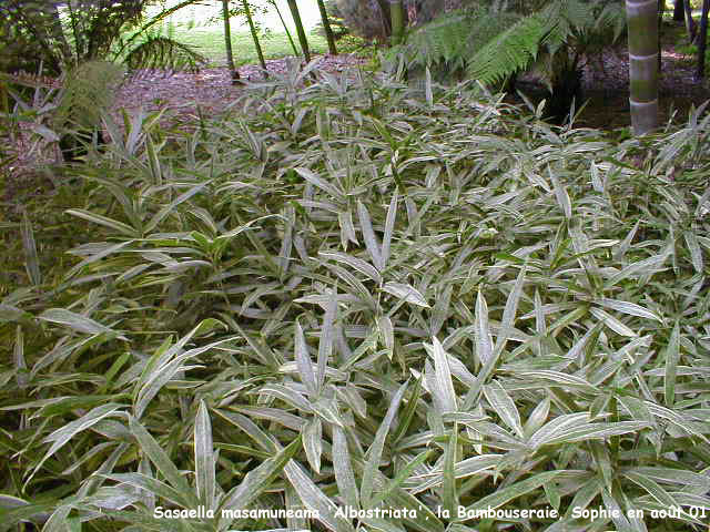 Sasaella masamuneana 'Albostriata'