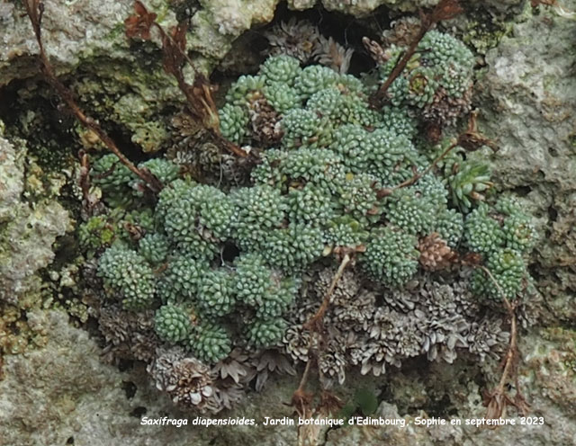 Saxifraga diapensioides