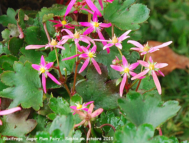 Saxifraga 'Sugar Plum Fairy'