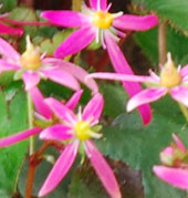 Saxifraga 'Sugar Plum Fairy'