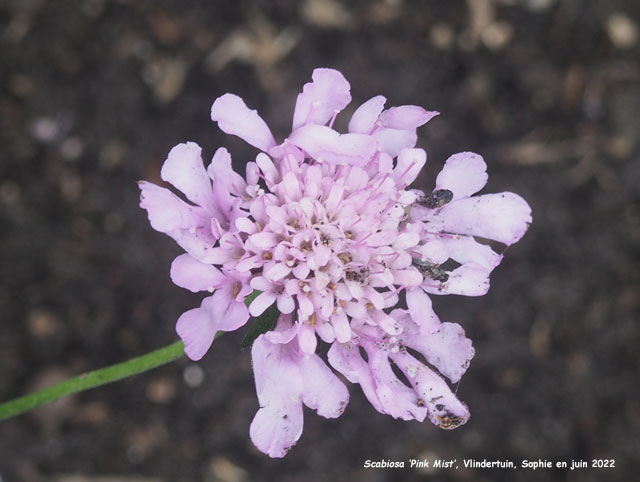 Scabiosa 'Pink Mist'