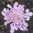 Scabiosa columbaria 