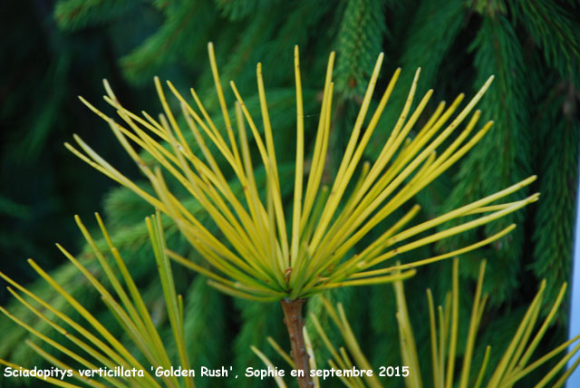 Sciadopitys verticillata 'Golden Rush'