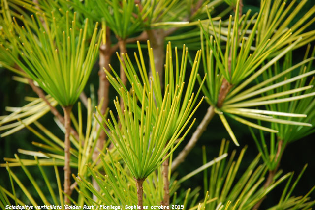Sciadopitys verticillata 'Golden Rush