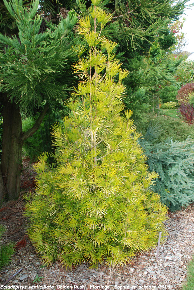 Sciadopitys verticillata 'Golden Rush