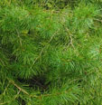 Sciadopitys verticillata 'Goldmahne'