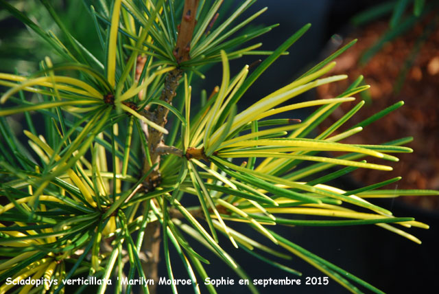 Sciadopitys verticillata 'Marylin Monroe'