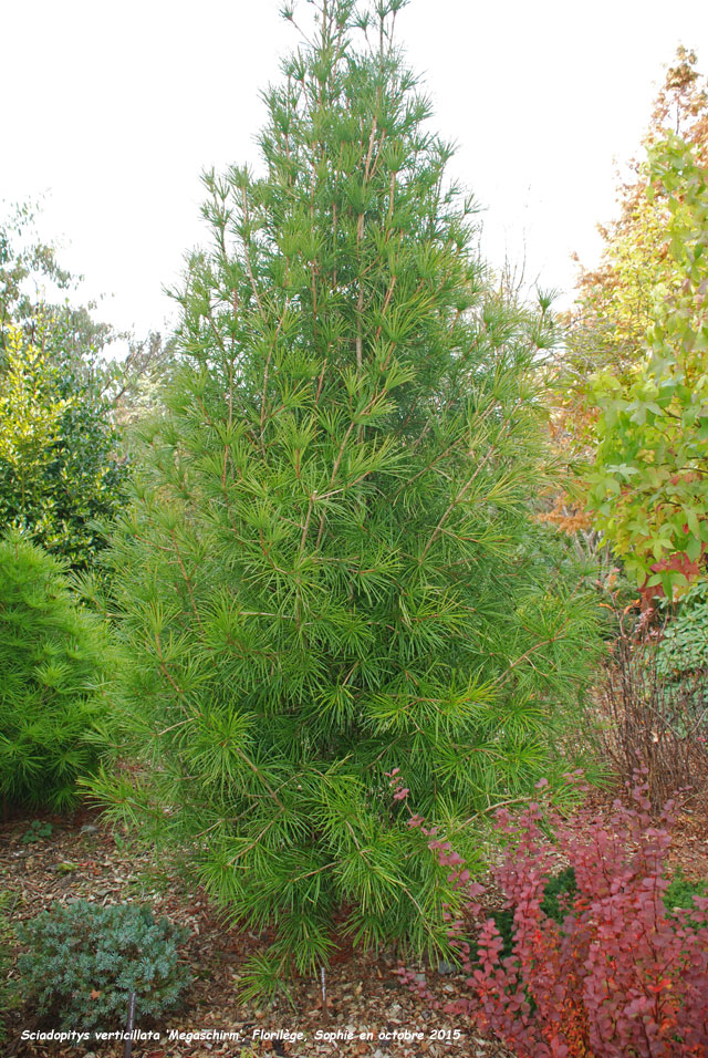 Sciadopitys verticillata 'Megaschirm'