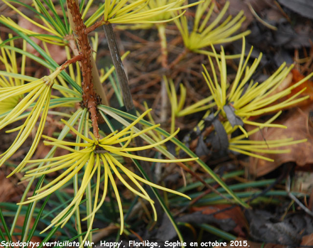 Sciadopitys verticillata 'Mr. Happy'