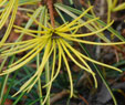 ciadopitys verticillata 'Mr . Happy'