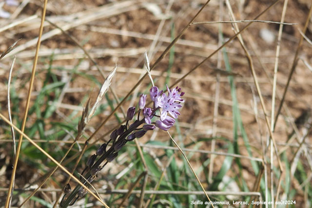 Scilla autumnalis