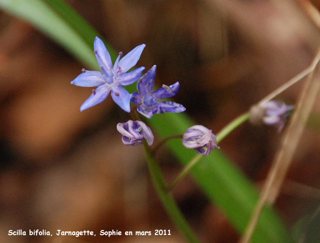 Scilla bifolia