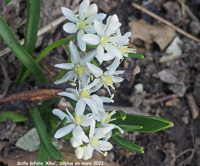 Scilla bifolia 'Alba'