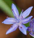 Scilla  bifolia