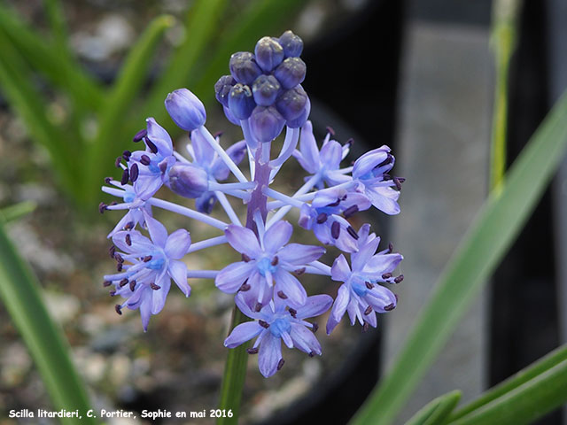 Scilla litardierei