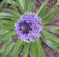 Scilla peruviana