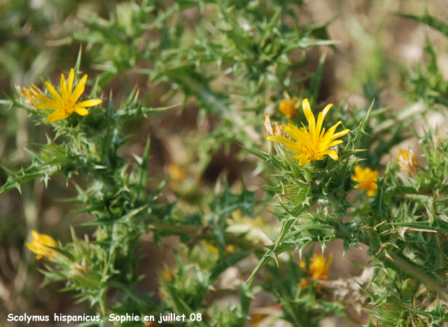 Scolymus hispanicus