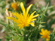 Scolymus hispanicus