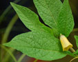 scopolia carniolica subsp. hladnikiana