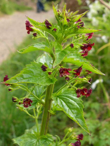 scrophularia scorodonia