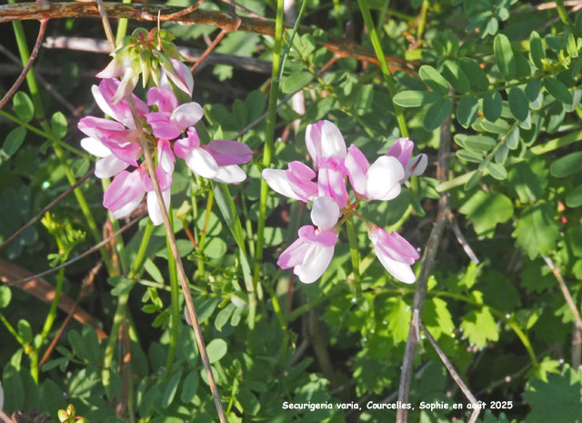 Securigeria varia
