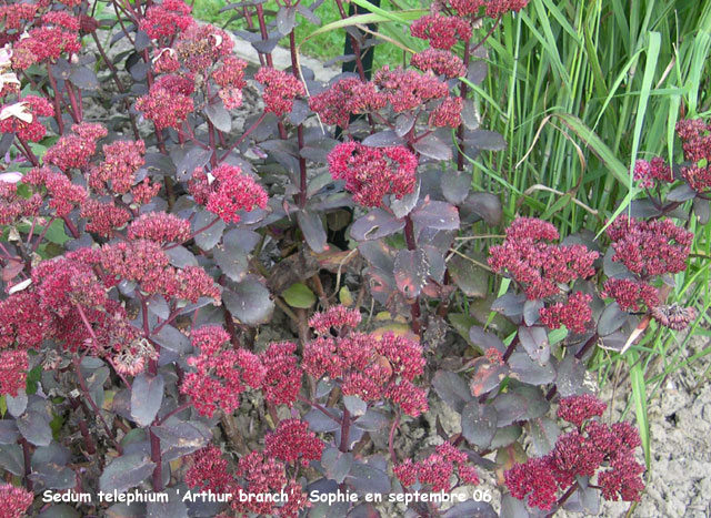 Sedum telephium 'Arthur Branch'