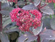 Sedum telephium 'Arthur Branch'