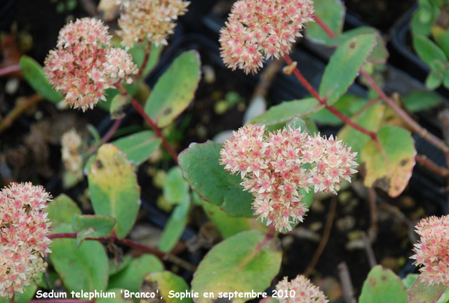 Sedum telephium 'Bronco'