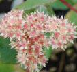 Sedum telephium 'Bronco'