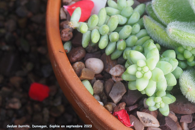 Sedum burrito