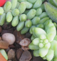 Sedum burrito