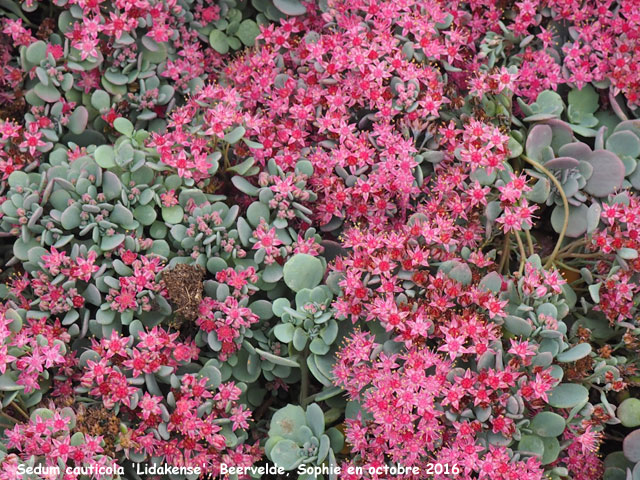 Sedum cauticola 'Lidakense'