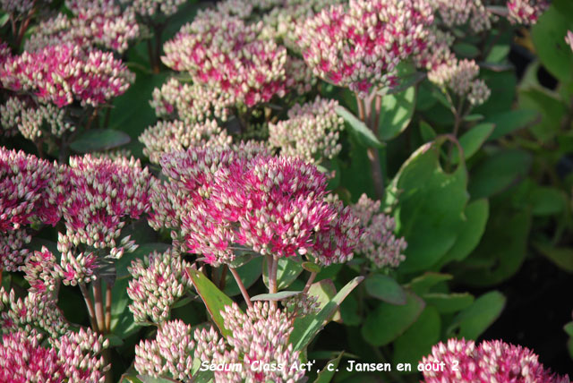 Sedum 'Class Act'